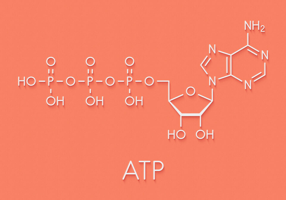 Adenosinetrifosfaat (ATP) structuurformule.