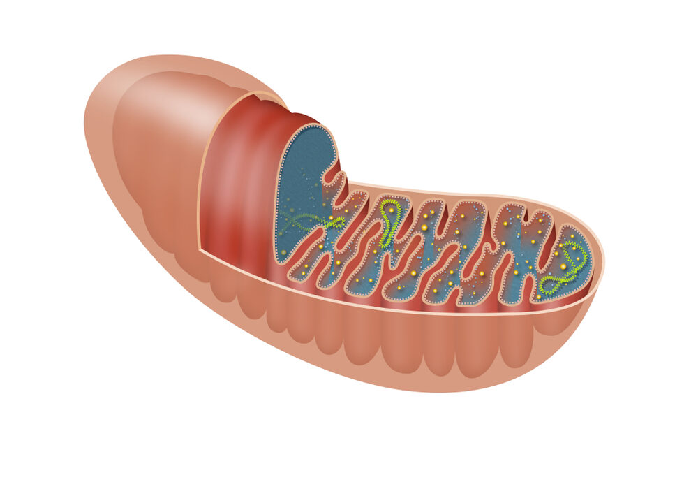 The mitochondrion is a double-membrane-bound organelle found in most eukaryotic organisms